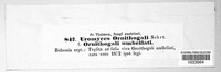 Vankya ornithogali image